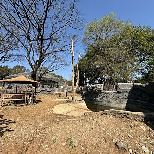 Pygmy Hippo Exhibit - Solo Safari