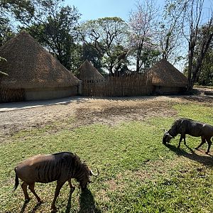 African Savanna (7 species) - Solo Safari