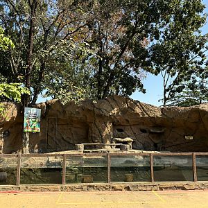 Small-clawed Otter Exhibit - Solo Safari