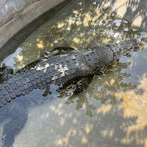 Saltwater Crocodile Exhibit - Solo Safari