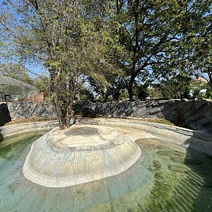 Common Hippo Exhibit - Solo Safari