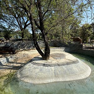 Common Hippo Exhibit - Solo Safari