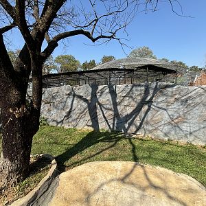 Saltwater Crocodile Exhibit - Solo Safari