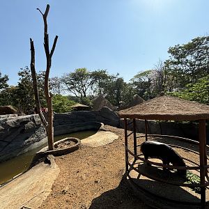 Pygmy Hippo Exhibit - Solo Safari