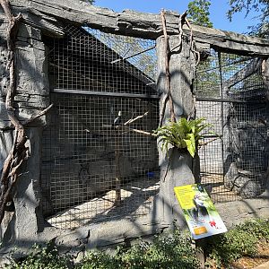 Wreathed Hornbill Aviary - Solo Safari