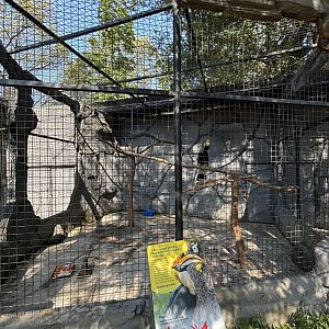 Rhinoceros Hornbill Aviary - Solo Safari