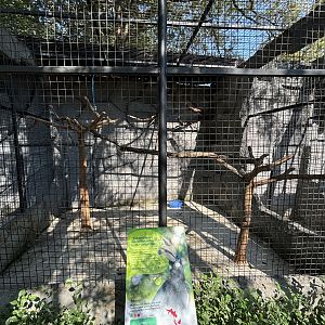 Oriental Pied Hornbill Aviary - Solo Safari