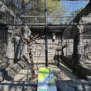 Goffin Cockatoo Aviary - Solo Safari