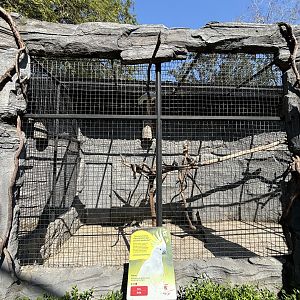 Sulphur-crested Cockatoo Aviary - Solo Safari