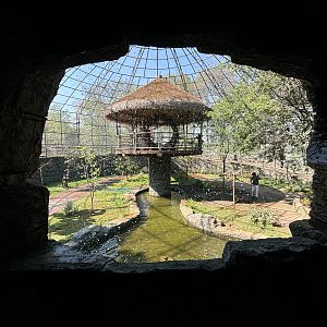Walk-through Aviary - Solo Safari