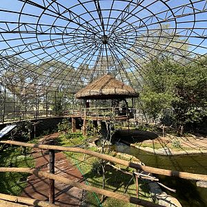 Walk-through Aviary - Solo Safari