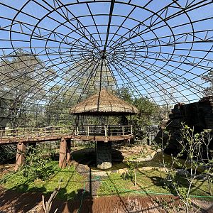 Walk-through Aviary - Solo Safari