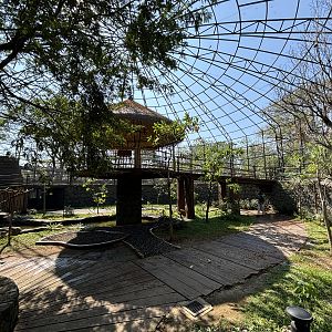 Walk-through Aviary - Solo Safari