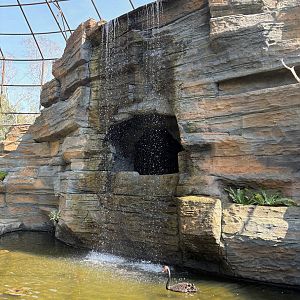 Walk-through Aviary - Solo Safari