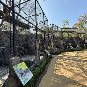 Aviary Row - Solo Safari