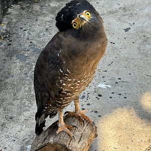 Crested Serpent Eagle - Solo Safari
