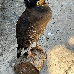 Crested Serpent Eagle - Solo Safari