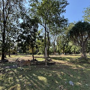 African Savanna (7 species) - Solo Safari