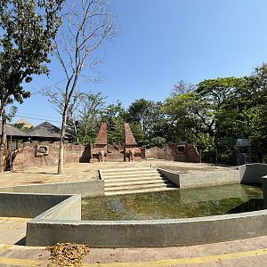 Asian Elephant Exhibit - Solo Safari