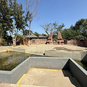 Asian Elephant Exhibit - Solo Safari