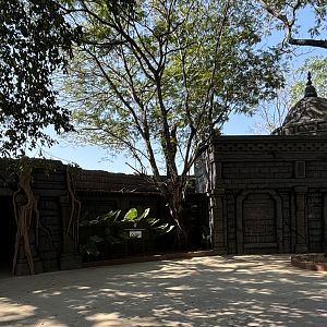 Tiger Exhibit - Solo Safari