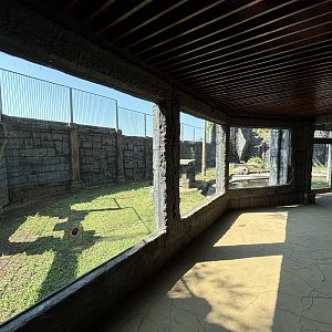 Tiger Exhibit - Solo Safari