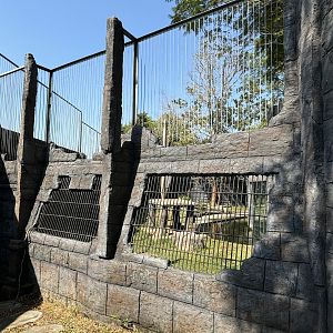 Low Fence! Tiger Exhibit - Solo Safari