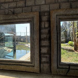 Tiger Exhibit - Solo Safari