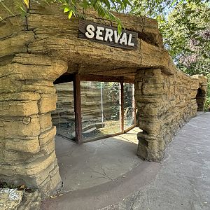 Serval Exhibit - Solo Safari