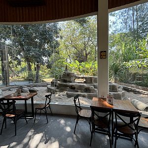 Meerkat Exhibit - Solo Safari