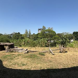 Lion Exhibit - Solo Safari