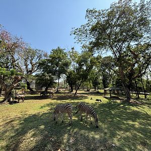 African Savanna (7 species) - Solo Safari