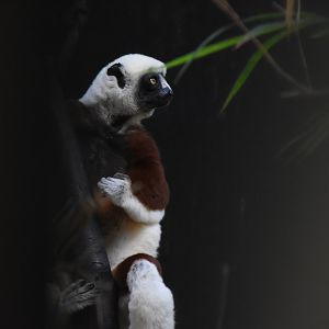 Coquerel's sifaka