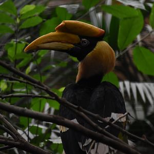 Great hornbill