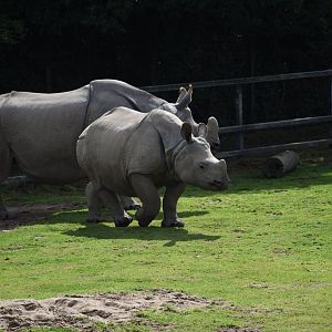 Indian rhino