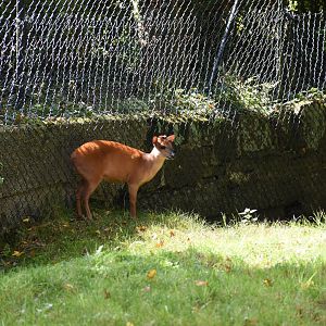 Red duiker