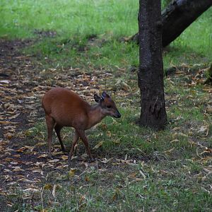 Red duiker