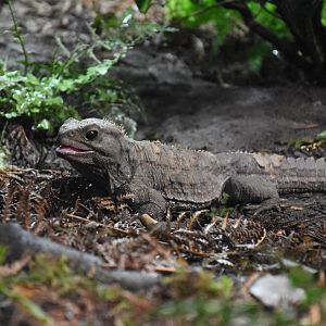 Tuatara