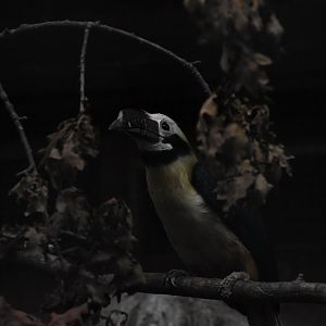 Visayan tarictic hornbill