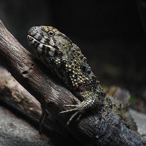 Chinese crocodile lizard