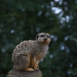 Meerkat
