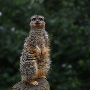 Meerkat