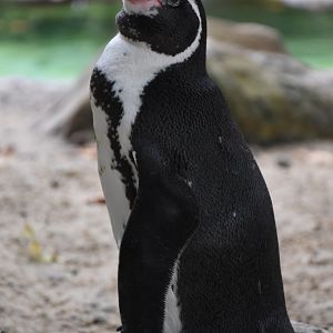 Humboldt penguin