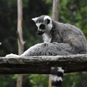 Ring-tailed lemur
