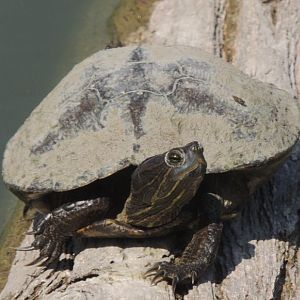unknown kansas turtle