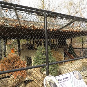 North American Porcupine Exhibit