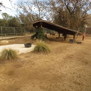 Mule Deer Exhibit