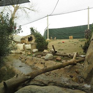 Bobcat Exhibit