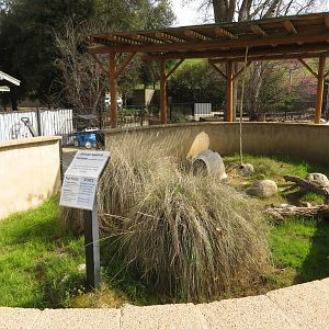 Sulcata Tortoise Exhibit