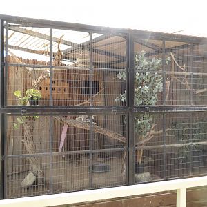 Acorn Woodpecker Exhibit